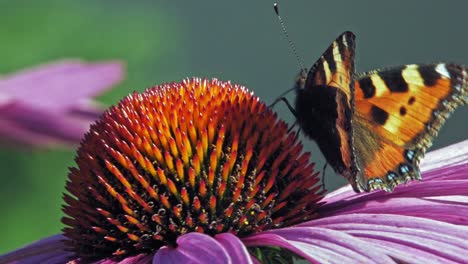 Extreme-Nahaufnahme-Makroaufnahme-Eines-Orangefarbenen-Kleinen-Schildpattschmetterlings,-Der-Nektar-Aus-Lila-Sonnenhut-Auf-Grünem-Hintergrund-Sammelt