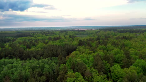 drone view above forest. aerial view of beautiful forest with different trees