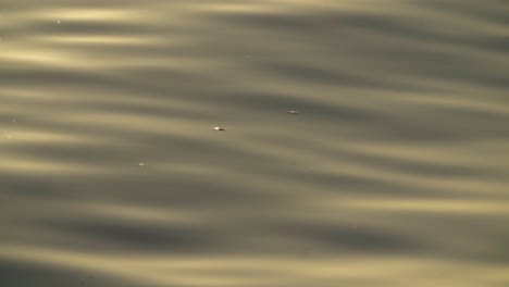 close up, golden sunlight reflection shining on calm ocean water surface