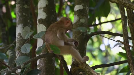 Northern-Pig-tailed-Macaque,-Macaca-leonina,-Khao-Yai-National-Park