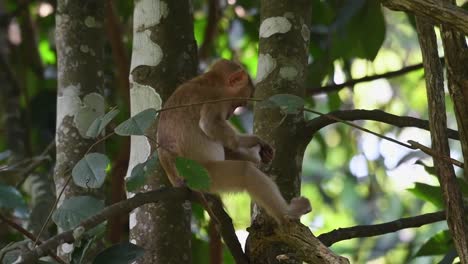 macaco de cola de cerdo del norte, macaca leonina, parque nacional khao yai