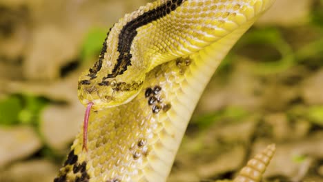 echa un vistazo de cerca a los intrincados patrones y texturas de una serpiente mientras se mezcla con su hábitat forestal, mostrando su camuflaje y comportamiento naturales.