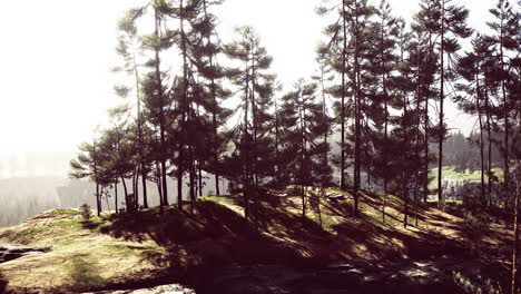 peaceful forest landscape with tall trees and soft sunlight at dawn