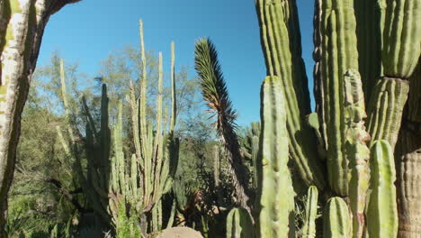 Cactus-Del-Desierto-Agrupados-Juntos:-Fondo-De-Sartén-Lento