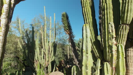 cactus del desierto agrupados: fondo de sartén lento