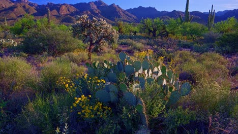 slow tilt-up, sunrise over cacti in sabino canyon, coronado national forest