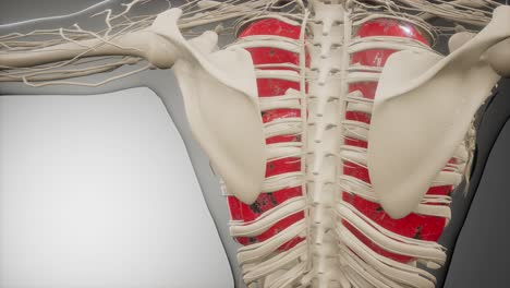 Radiologische-Untersuchung-Der-Menschlichen-Lunge