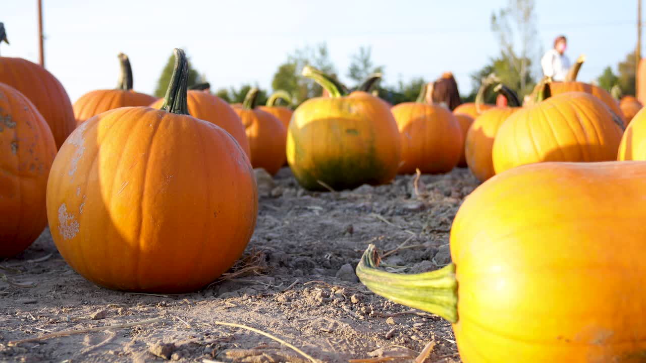 tiro de ángulo bajo de calabazas elegidas para halloween