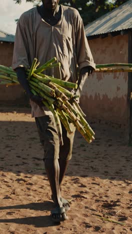 african farmer walks across a dirt yard, carrying a bundle of freshly harvested sugarcane stalks, showcasing the agricultural life in a rural village