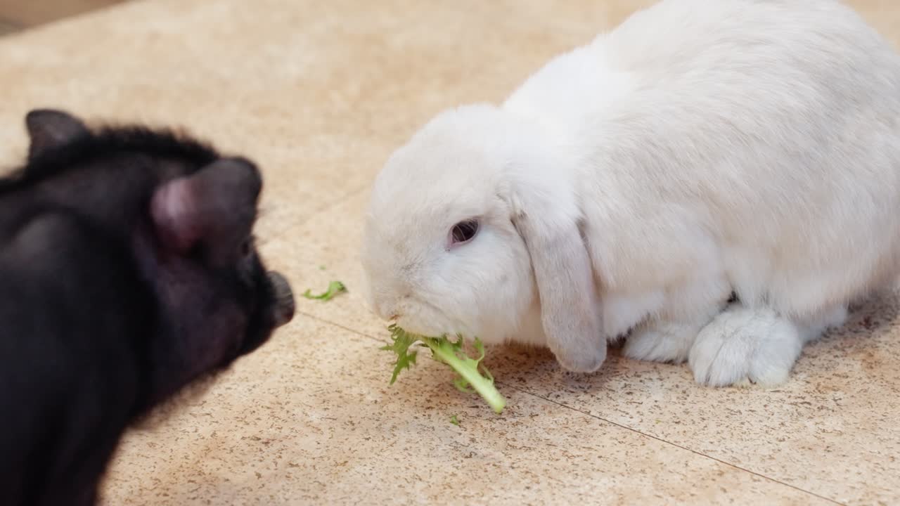 White rabbit nibbling gnawing on leafy green lettuce on floor of cafe, scared away by pig