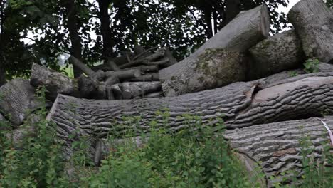 Fresh-Cut-oak-wood-stacked-on-top-of-each-other-in-green-bushes-and-grass