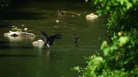 Große-Schwarze-Kormorane,-Die-Im-Ruhigen-Grünen-Fluss-Nach-Nahrung-Suchen