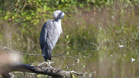 close up shot of wild grey heron perched on branch at lake and observing area during sunlight