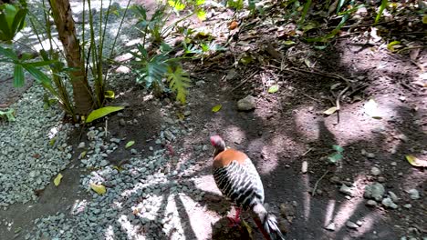 siamese fireback exploring lush garden environment