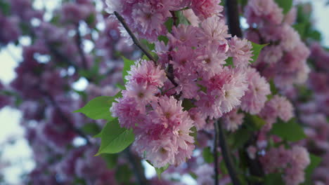 Sakura-flowers-in-closeup-against-peaceful-sky.-Pink-tree-flowers-blooming.