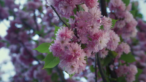 las flores de sakura en primer plano contra un cielo pacífico. las flores de los árboles rosados florecen.