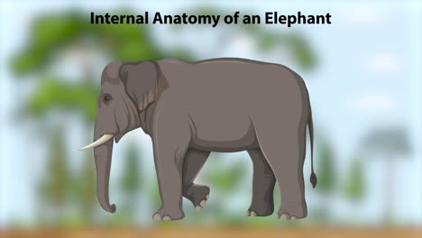 Educational animation revealing elephant internal anatomy