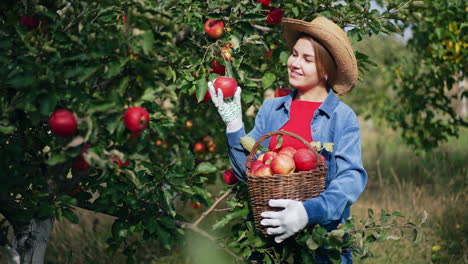mujer recogiendo manzanas en el huerto