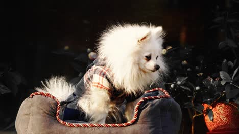 white puppy in sunny winter