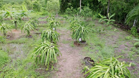 dragon fruit plants with banana plants farm surrounded by jungle with waterways, fruits covered in plastic