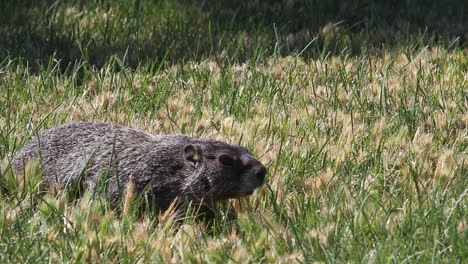 la cautelosa marmota de vientre amarillo corre a través del cuadro: vista de cerca