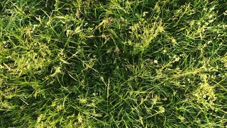 Aerial-view-descending-onto-thick-tall-green-grasses-in-a-meadow