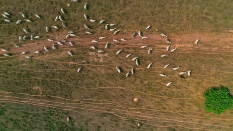 Birds-eye-drone-shot-over-a-herd-of-beef-cattle-in-a-dry-field