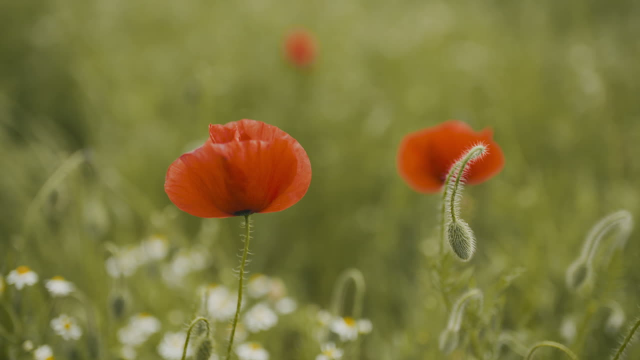 hermoso campo de amapolas rojas amapolas en flor