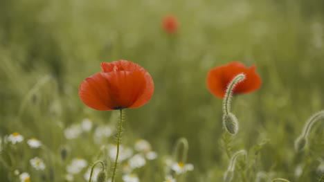 Campo-De-Amapolas-Rojas-Hermosas-Amapolas-En-Flor