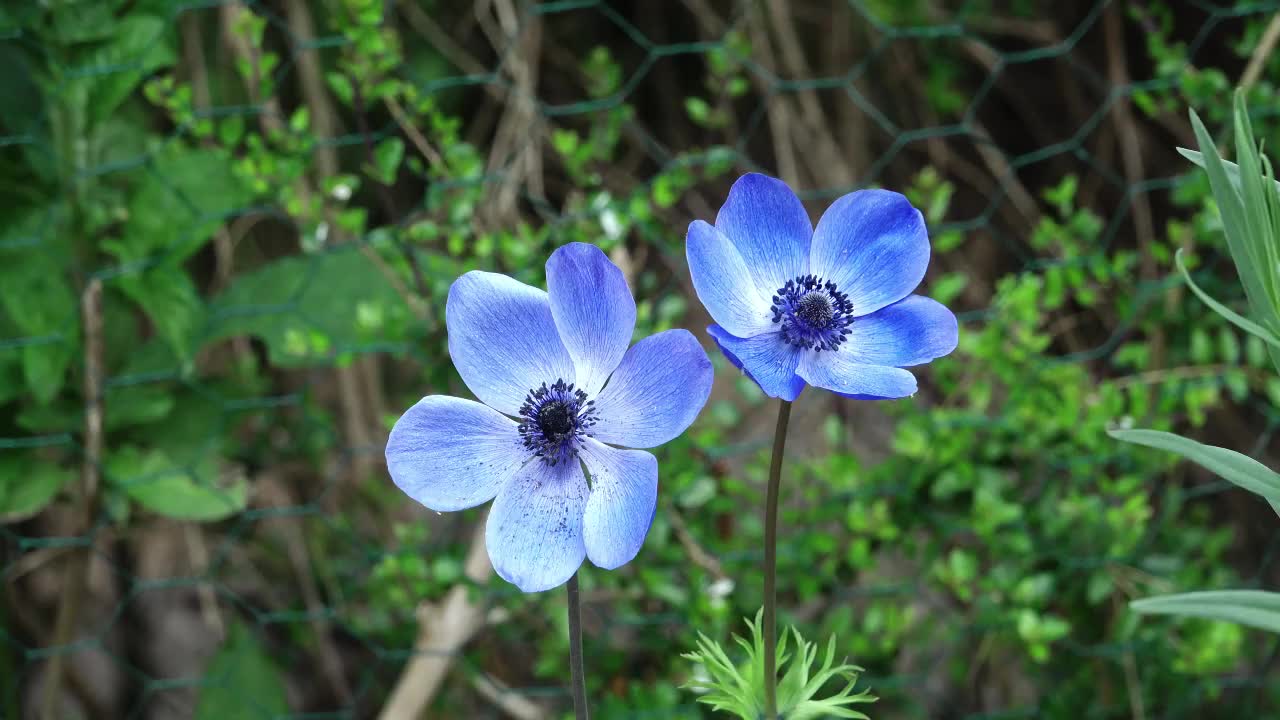 blue anemone flower closeup, swaying in the wind