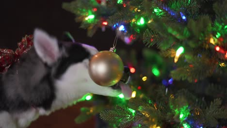 Husky-Welpe-Spielt-Mit-Christbaumschmuck,-Der-Am-Baum-Hängt