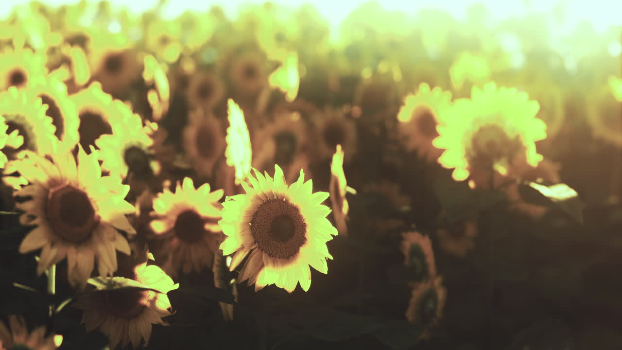 Sunflowers bloom in golden light during a warm summer afternoon