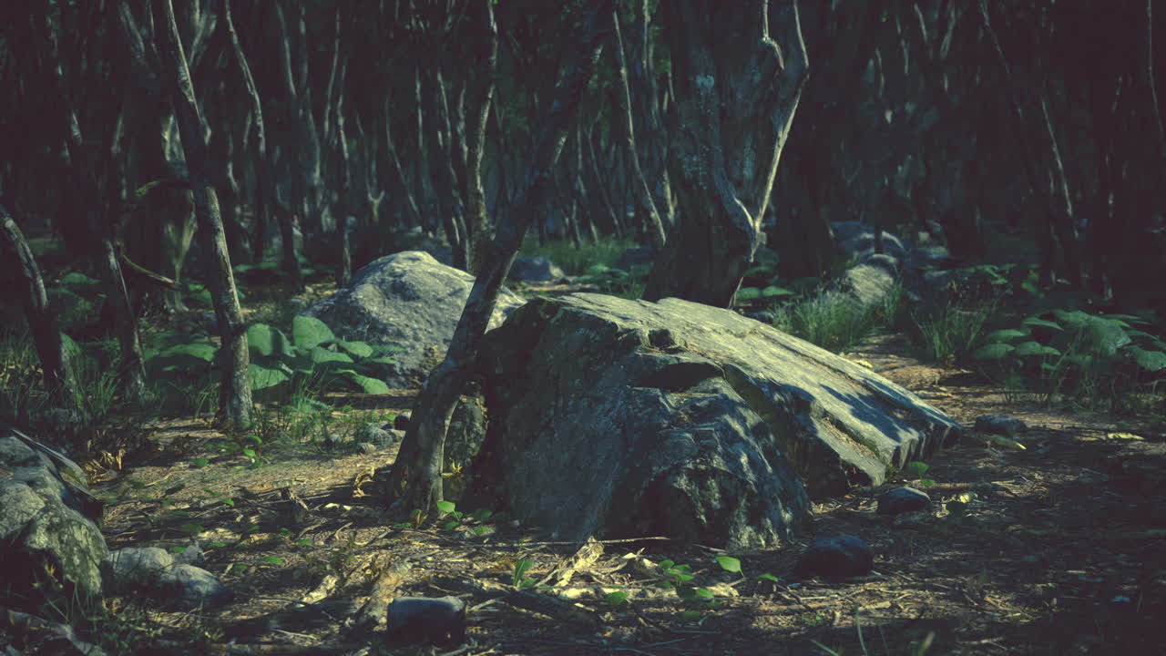 raíces de un árbol en un bosque brumoso