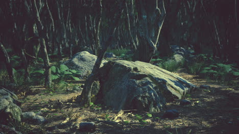 raíces de un árbol en un bosque brumoso