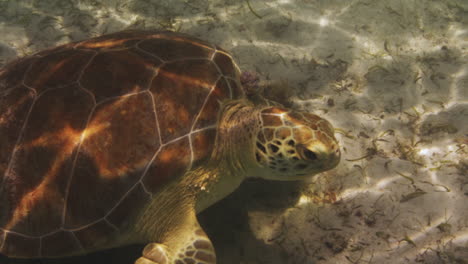 Hermosa-Tortuga-Marina-Comiendo-Algas-Algea-En-El-Océano-Caribe