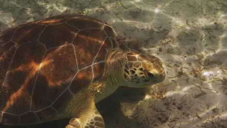 hermosa tortuga marina comiendo algas algea en el océano caribe