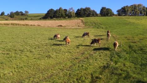 Rebaño-De-Ganado-Pastando-En-Pastos-De-Montaña,-Imágenes-Aéreas,-Escena-Rural,-4k-Uhd,-ángulo-Alto,-Agricultura-Ecológica,-Granja-Lechera