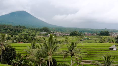 bali volcano - jatiluwih rice terraces