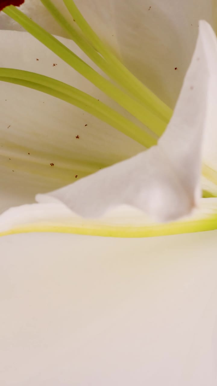 A white lily flower rotates under soft lighting, highlighting its delicate petals and vibrant stamens
