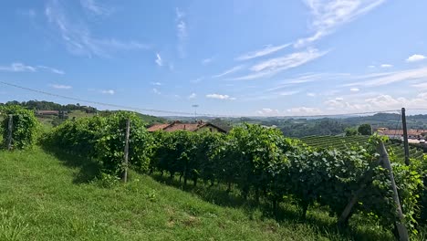 lush vineyard with power lines under blue sky