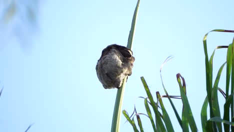 Close-up-of-a-three-toed-sloth-sleeping-on-green-branch-in-amazon-jungle,-slowmo