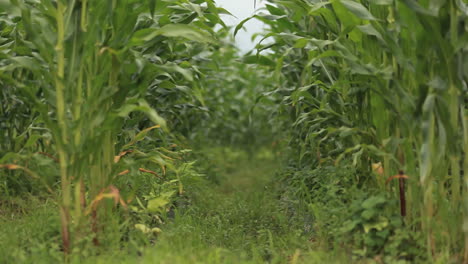 Rack-focus-between-rows-of-corn-