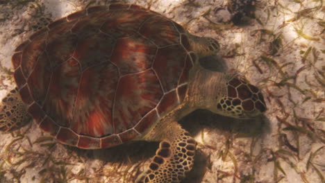 tortue de mer verte nage sous la mer à st