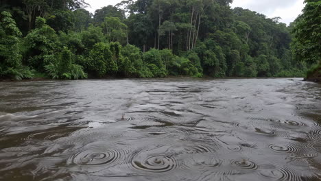 river flowing through a lush green rainforest