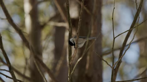 Schwarzkopfmeisenvogel,-Der-Auf-Ästen-Hockt