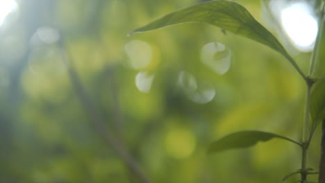 out of focus shot of bright green foliage in the indian rainforest with bright sunlight