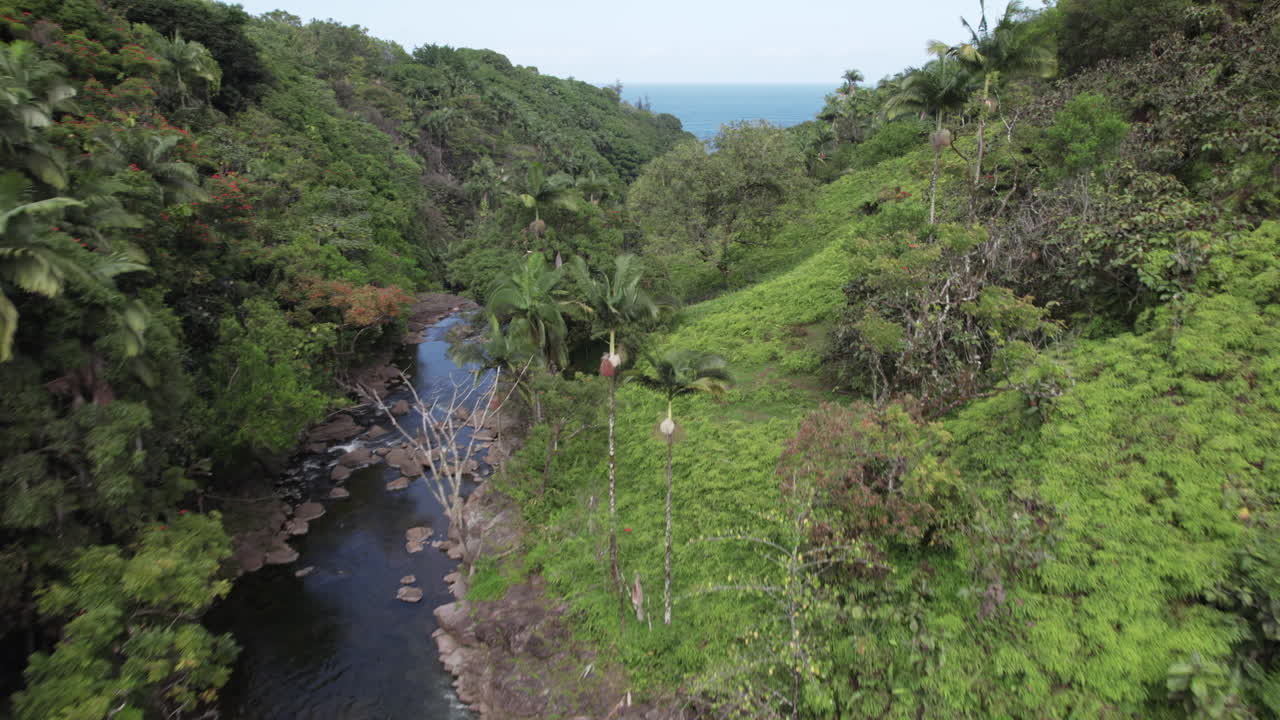 antena dolly shot siguiendo el río de la selva hacia el océano pacífico