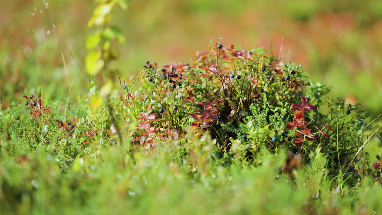 tiro de pan de pequeñas bayas de hierba en el bosque natural noruego