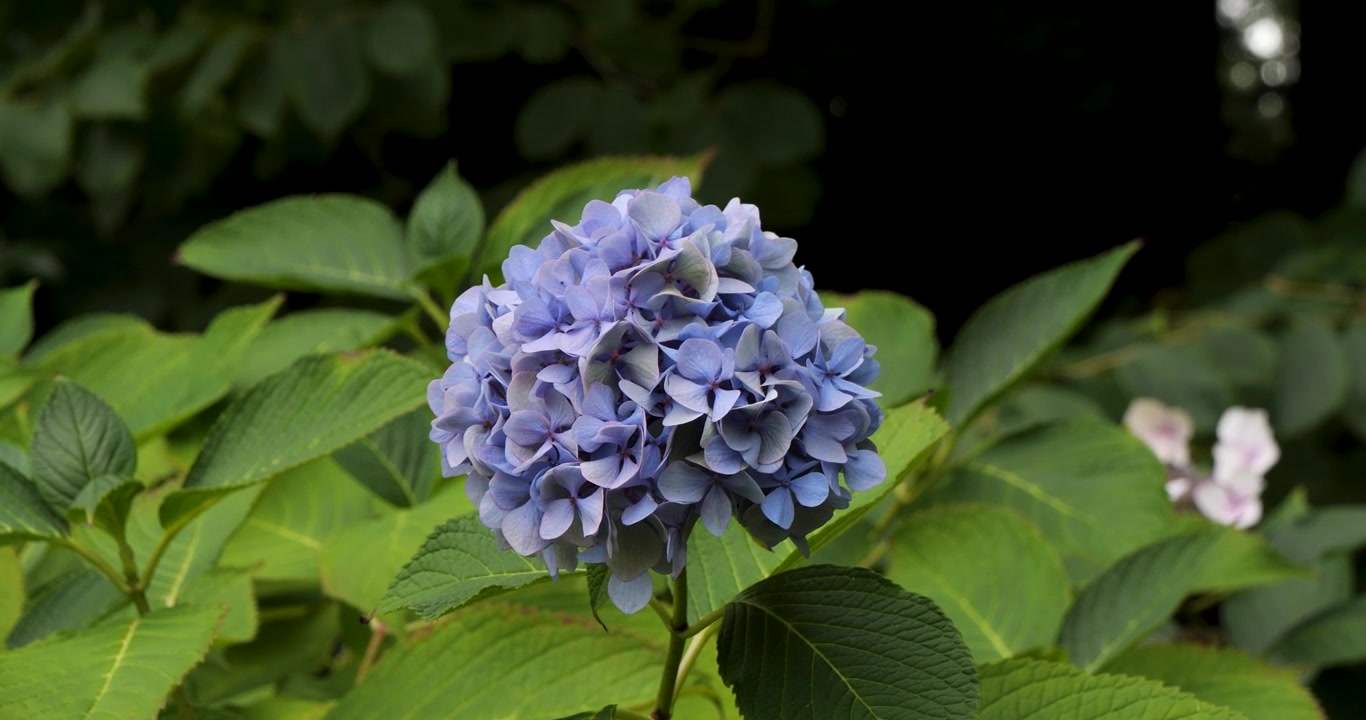 Ortensia blu a palla (Hydrangea macrophylla) nei Giardini Butchart di Victoria, Columbia Britannica, Canada.