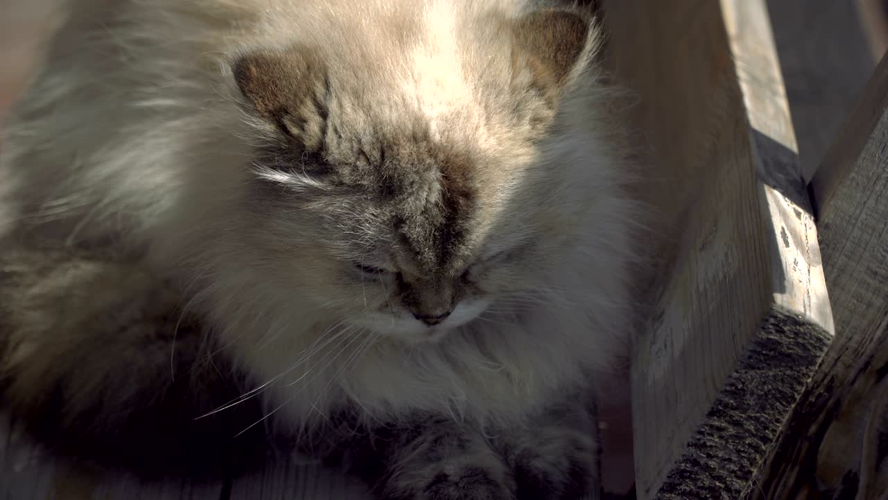 gato callejero. un gato que vive en la calle